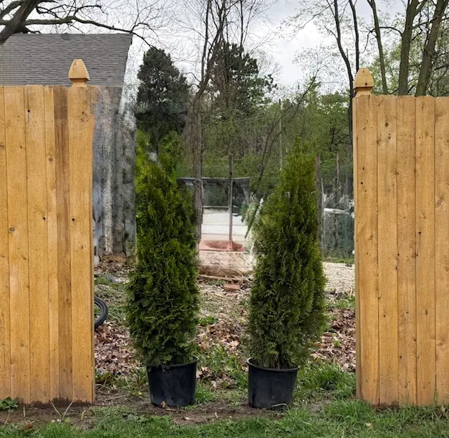 The garden entry framed by wooden fencing and evergreen plantings