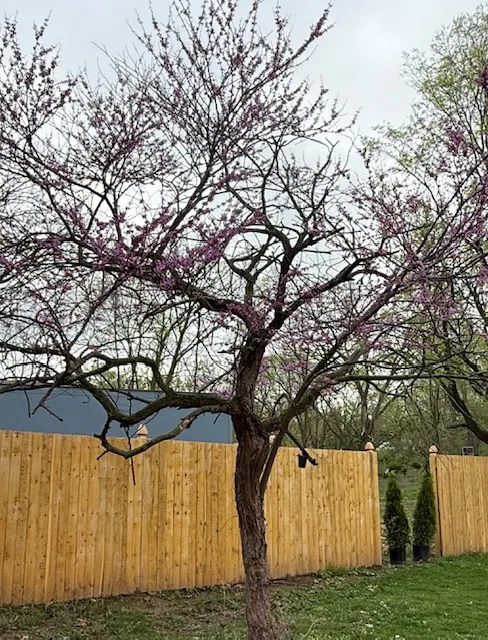 A flowering tree inside The Mind Garden
